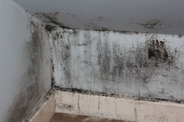What Are the Health Risks Associated with Black Mold Exposure